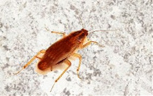 german cockroach homewood hoover vestavia